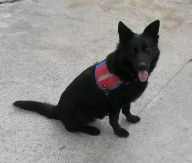 Narkotik Köpeği �Dalga� Sezonun İlk Uyuşturucusunu Buldu Haberler