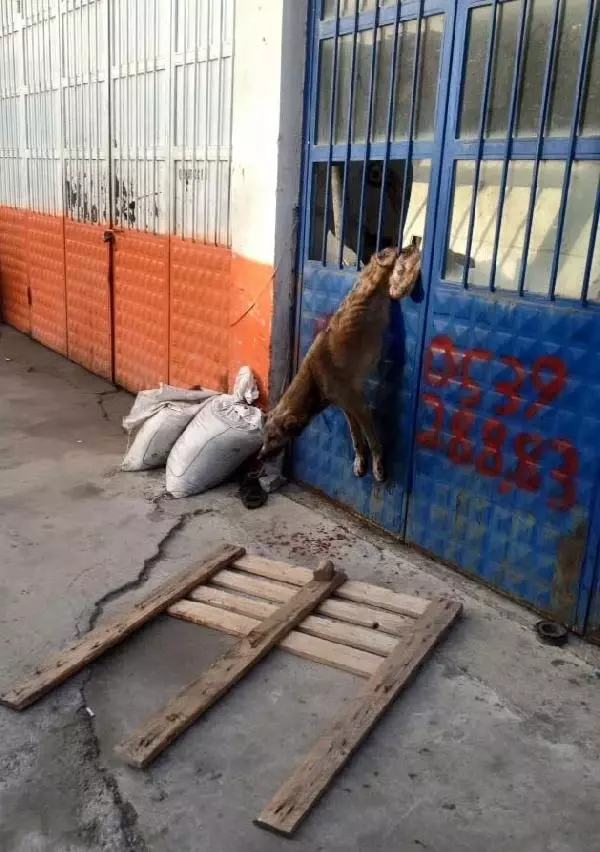 Parmaklıklara Sıkışan Köpeği İtfaiye Kurtardı Aydın