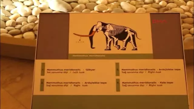 Burdur Milyon Yıl Öncesine Ait Fosiller Burdur Doğa Tarihi Müzesi'nde Sergileniyor Burdur Milyon Yıl Öncesine Ait Fosiller Burdur Doğa Tarihi Müzesi'nde Sergileniyor