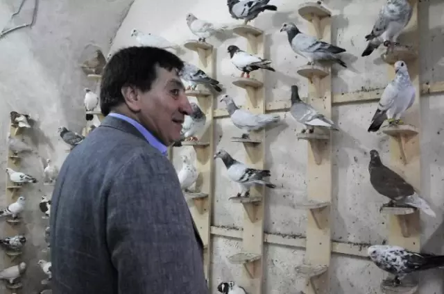 Şanlıurfa'da En Güzel Güverci Yarışması Şanlıurfa'da En Güzel Güverci Yarışması