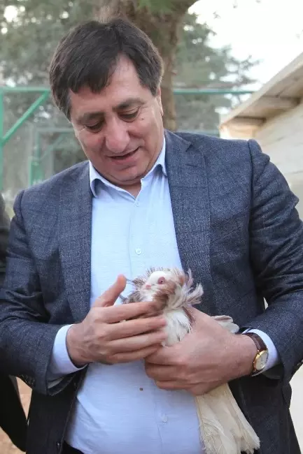 Şanlıurfa'da En Güzel Güverci Yarışması Şanlıurfa'da En Güzel Güverci Yarışması