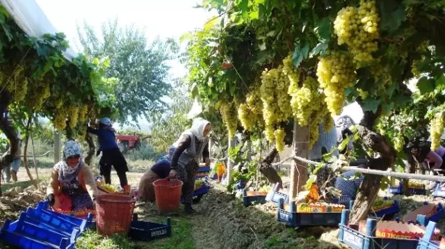 Nitratlı Gübreye Alternatif Azotlu Gübre