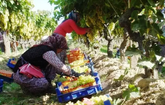 Nitratlı Gübreye Alternatif Azotlu Gübre