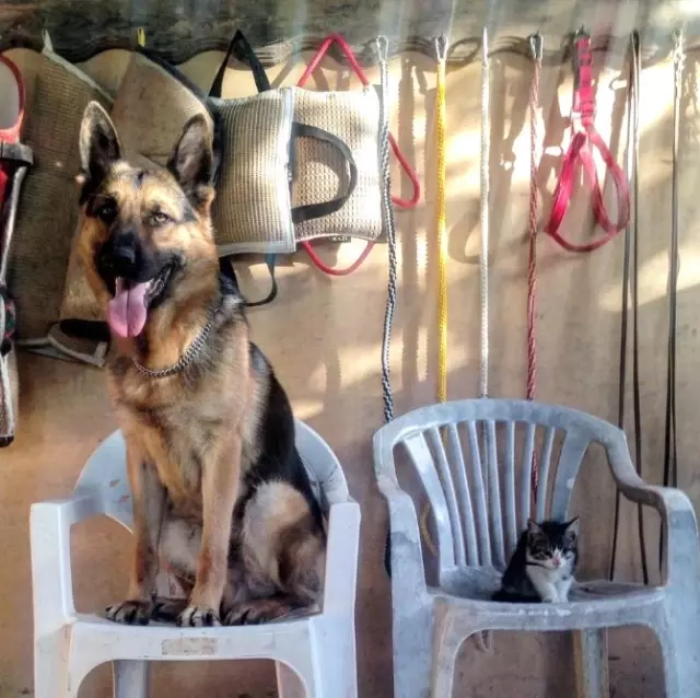 Kediyle Köpeğin İmrendiren Dostluğu Haberler