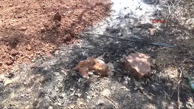 Adrasan'daki Orman Yangını Kontrol Altında Adrasan'daki Orman Yangını Kontrol Altında