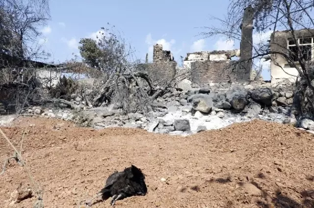 Orman Yangınından Geriye Kömürleşmiş Hayvan Ölüsü ve Yanan Evler Kaldı Orman Yangınından Geriye Kömürleşmiş Hayvan Ölüsü ve Yanan Evler Kaldı