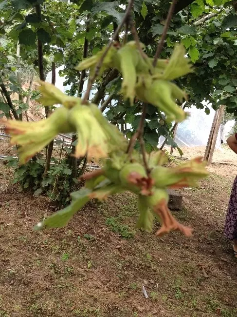 Giresun'da Fındık Toplama Ücretleri Belirlendi Giresun'da Fındık Toplama Ücretleri Belirlendi
