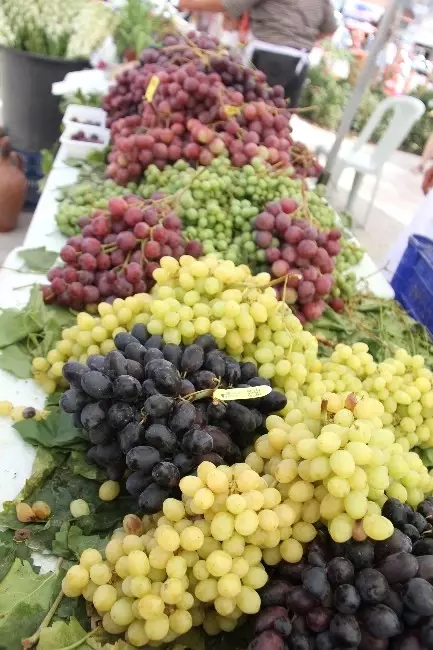 Urla Geleneksel Bağbozumu Şenlikleri'ne Geri Sayım Başladı