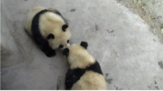 Bir Öpücükle Kendinden Geçen Sevimli Panda Video