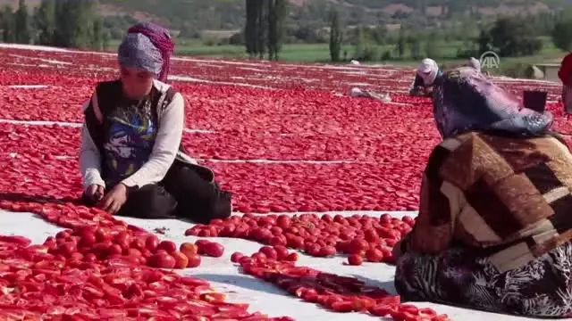 İlçeden 3 Kıtaya Kurutulmuş Domates İhracatı İlçeden 3 Kıtaya Kurutulmuş Domates İhracatı