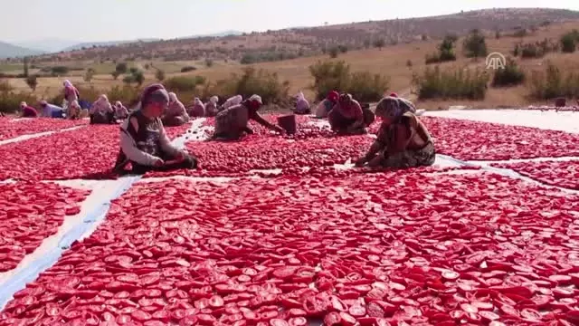 İlçeden 3 Kıtaya Kurutulmuş Domates İhracatı İlçeden 3 Kıtaya Kurutulmuş Domates İhracatı