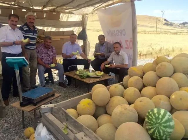 Van'ın Yerli Kavunu Piyasaya Çıktı Van'ın Yerli Kavunu Piyasaya Çıktı