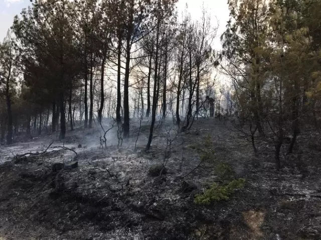Uşak'ta Orman Yangını