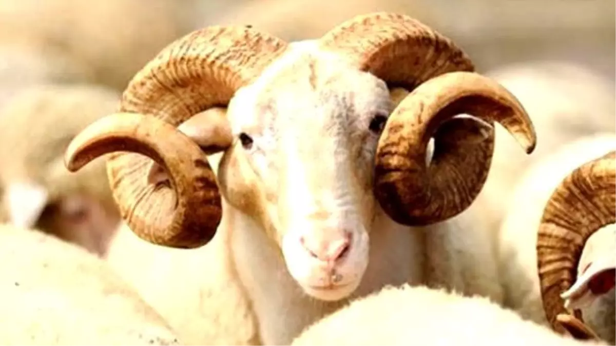 Kurban Kesimi Ne Zaman Baslar Ve Ne Zamana Kadar Kesilebilir Haberler