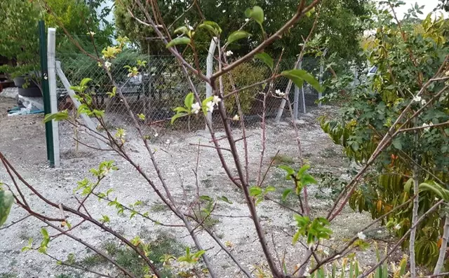 Erik Ağacı Sonbaharda Çiçek Açtı Erik Ağacı Sonbaharda Çiçek Açtı