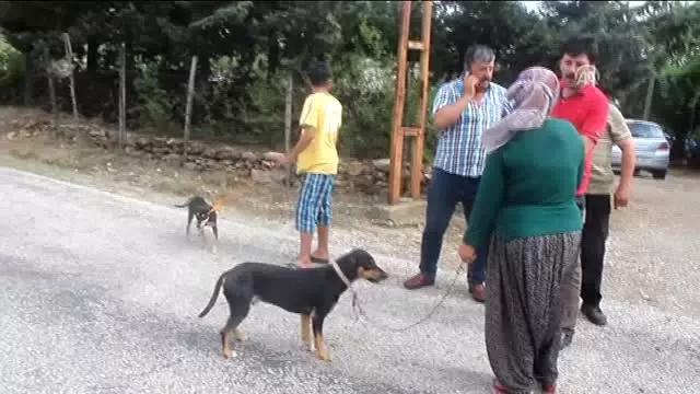 Gökçayır Köyünde Kuduz Kuduz Karantinası Gökçayır Köyünde Kuduz Kuduz Karantinası