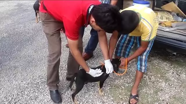 Gökçayır Köyünde Kuduz Kuduz Karantinası Gökçayır Köyünde Kuduz Kuduz Karantinası