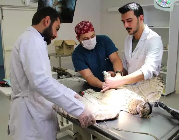 Kanadı Kırık Puhu Kuşuna 'Hassas' Operasyon Kanadı Kırık Puhu Kuşuna 'Hassas' Operasyon