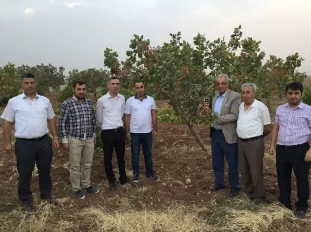 Kurtalan�da Fıstık ve Elma Hasadı Yapıldı Haberler
