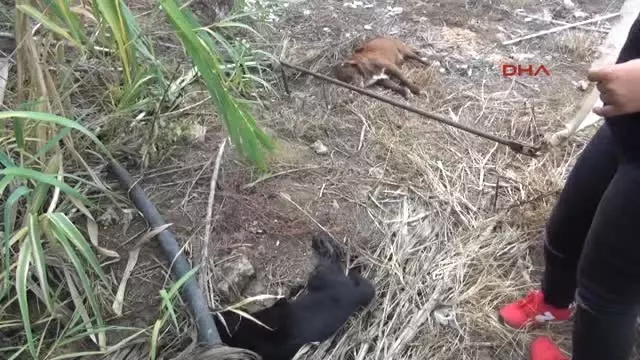 Antalya Kirpi, Kedi ve Köpekleri Zehirleyerek Öldürdüler Antalya Kirpi, Kedi ve Köpekleri Zehirleyerek Öldürdüler