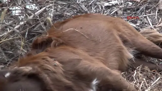 Antalya Kirpi, Kedi ve Köpekleri Zehirleyerek Öldürdüler Antalya Kirpi, Kedi ve Köpekleri Zehirleyerek Öldürdüler
