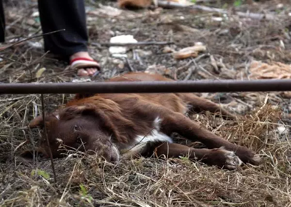 Kirpi, Kedi ve Köpekleri Zehirleyerek Öldürdüler, Hayvanseverler İsyan Etti Kirpi, Kedi ve Köpekleri Zehirleyerek Öldürdüler, Hayvanseverler İsyan Etti