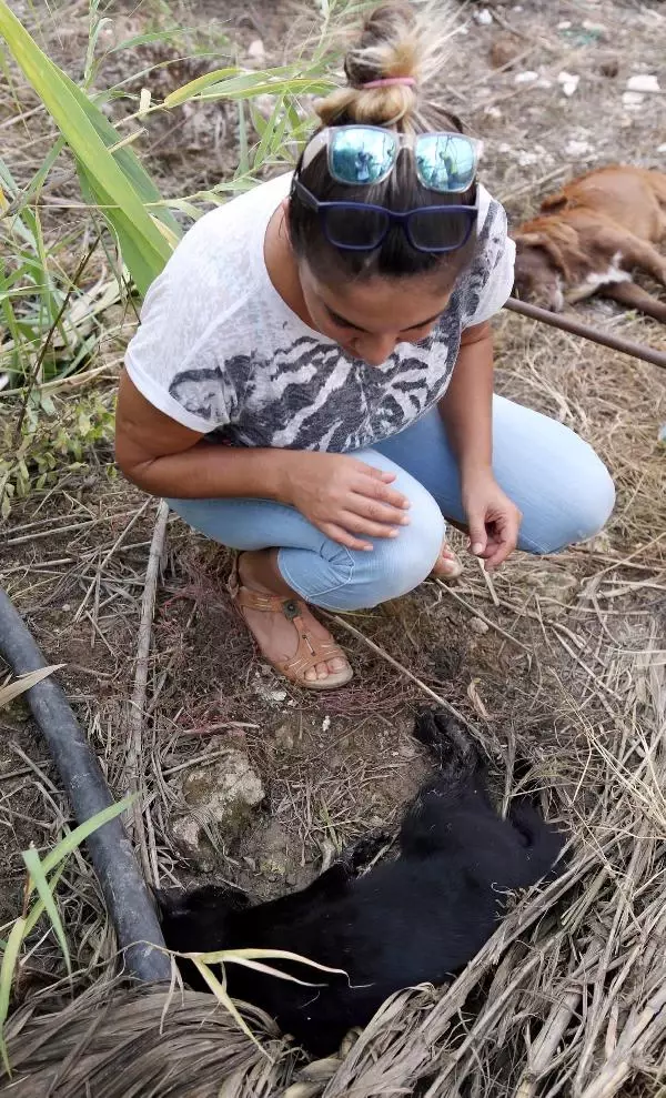 Kirpi, Kedi ve Köpekleri Zehirleyerek Öldürdüler, Hayvanseverler İsyan Etti Kirpi, Kedi ve Köpekleri Zehirleyerek Öldürdüler, Hayvanseverler İsyan Etti