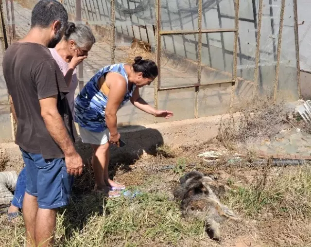 Kaldırılmayan Hayvan Leşleri Mahallelinin Tepkisini Çekti Kaldırılmayan Hayvan Leşleri Mahallelinin Tepkisini Çekti