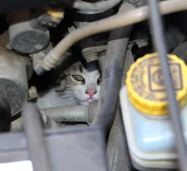 Otomobil Motorlarına Giren Kedi Yavrusu Ekipleri Bıktırdı Haberler