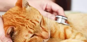 Ruyada Kedi Gormek Ne Anlama Gelir Haberler