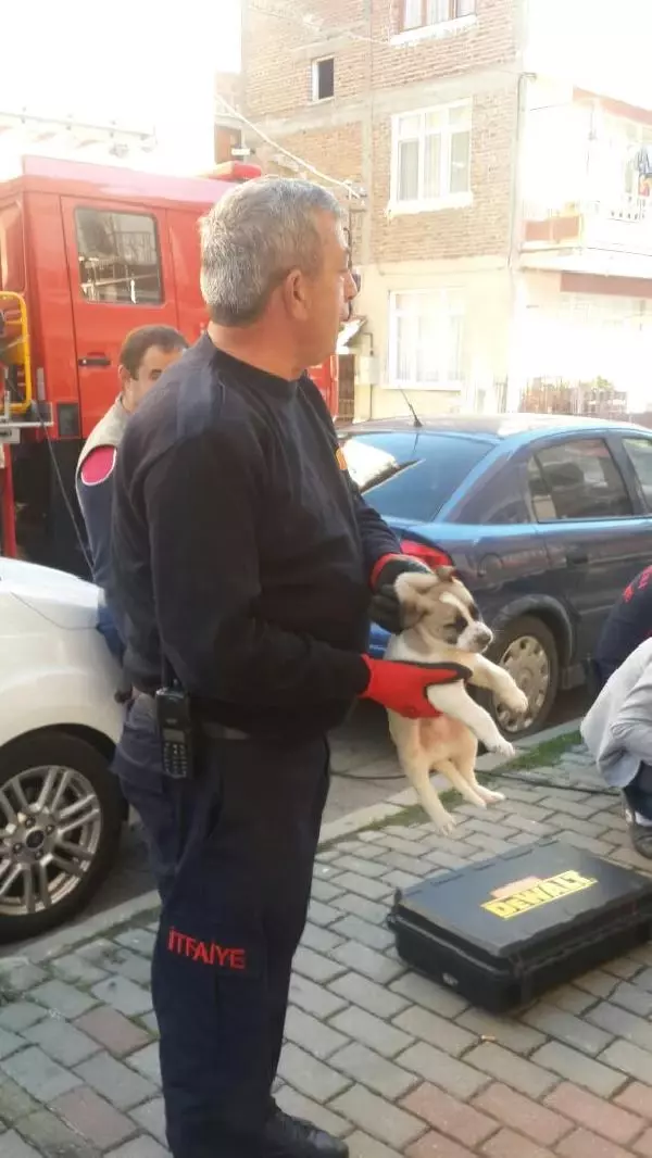 Kuyuya Düşen 8 Yavru Köpeği İtfaiye Kurtardı Haberler