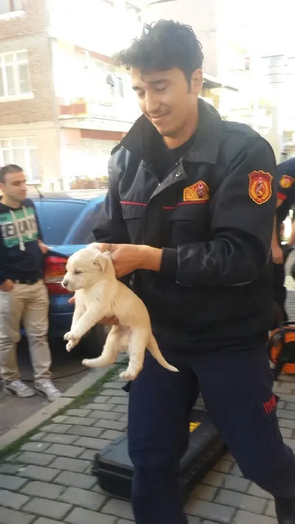 Kuyuya Düşen 8 Yavru Köpeği İtfaiye Kurtardı Haberler