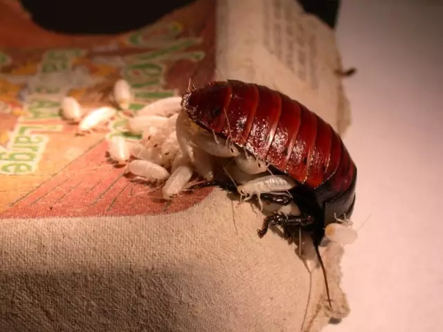 Madagaskar Hamam Böceği Ziyaretçileriyle Buluşuyor Haberler