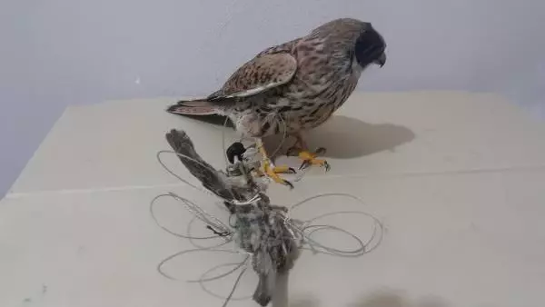 Suriyelilerin Vicdansiz Guvercin Avlama Yontemi Baskina Gidenleri Sasirtti