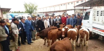 Ergani'de Genç Çiftçilere Düve Desteği