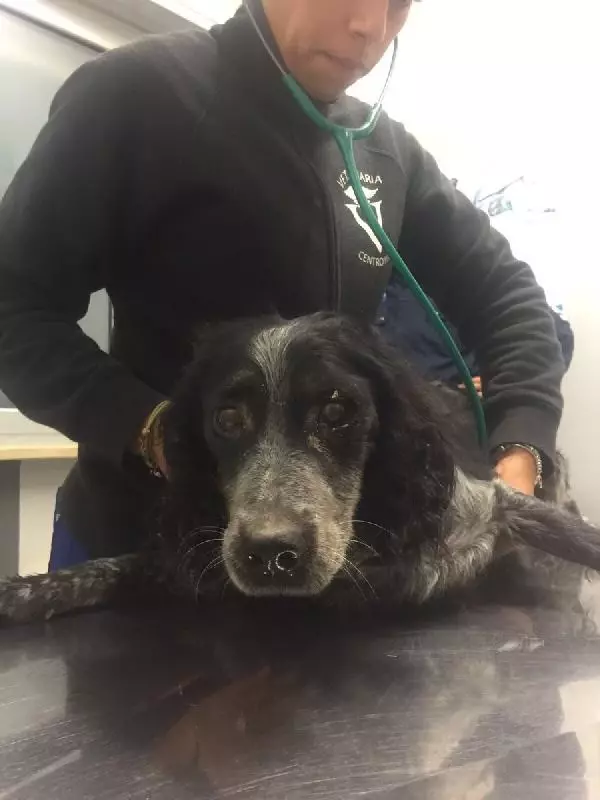 İtalya�da Bir Köpek, Depremden 35 Saat Sonra Enkazdan Sağ Çıkarıldı