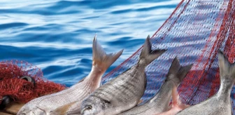 Wwf Türkiye'den Balık Türlerini Korumak İçin 'Hangi Balık' Rehberi