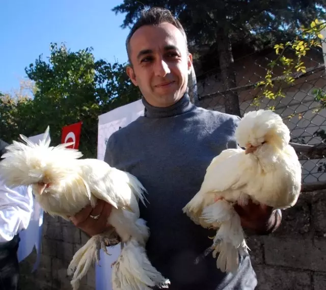 Sultan Tavugu Fiyati Ve Goruntusu Ile Dikkat Cekiyor Sultan Tavugu Fiyati Ve Goruntusu Ile Dikkat Cekiyor