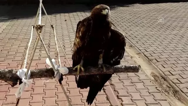 Yaralı Kartal Tedavi Altına Alındı Yaralı Kartal Tedavi Altına Alındı