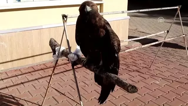 Yaralı Kartal Tedavi Altına Alındı Yaralı Kartal Tedavi Altına Alındı
