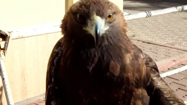 Yaralı Kartal Tedavi Altına Alındı Yaralı Kartal Tedavi Altına Alındı