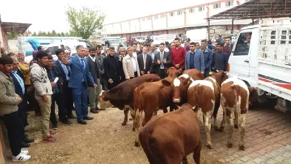 Suluova Da Damizlik Duve Dagitimi Haber