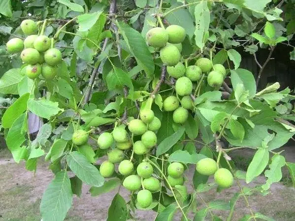 Turkiye Nin Dort Bir Yanina Ceviz Fidani Gonderiyor Ekonomi