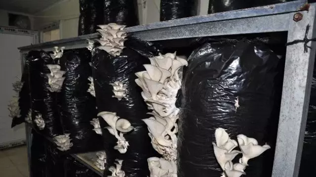 Günde 15 Dakikaya Yılda 30 Bin Lira! Ek Gelir Arayışına Mantar Çözüm Oldu