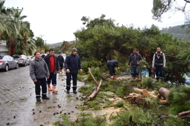 Ayvalık'ta Hortum Ağaçları Devirdi, Çatıları Uçurdu Ayvalık'ta Hortum Ağaçları Devirdi, Çatıları Uçurdu