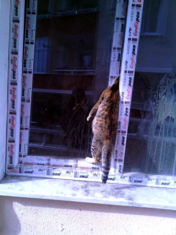 Yavrularına Ulaşmak İsteyen Kedi, Pencerede Sıkışarak Boğuldu Haberler
