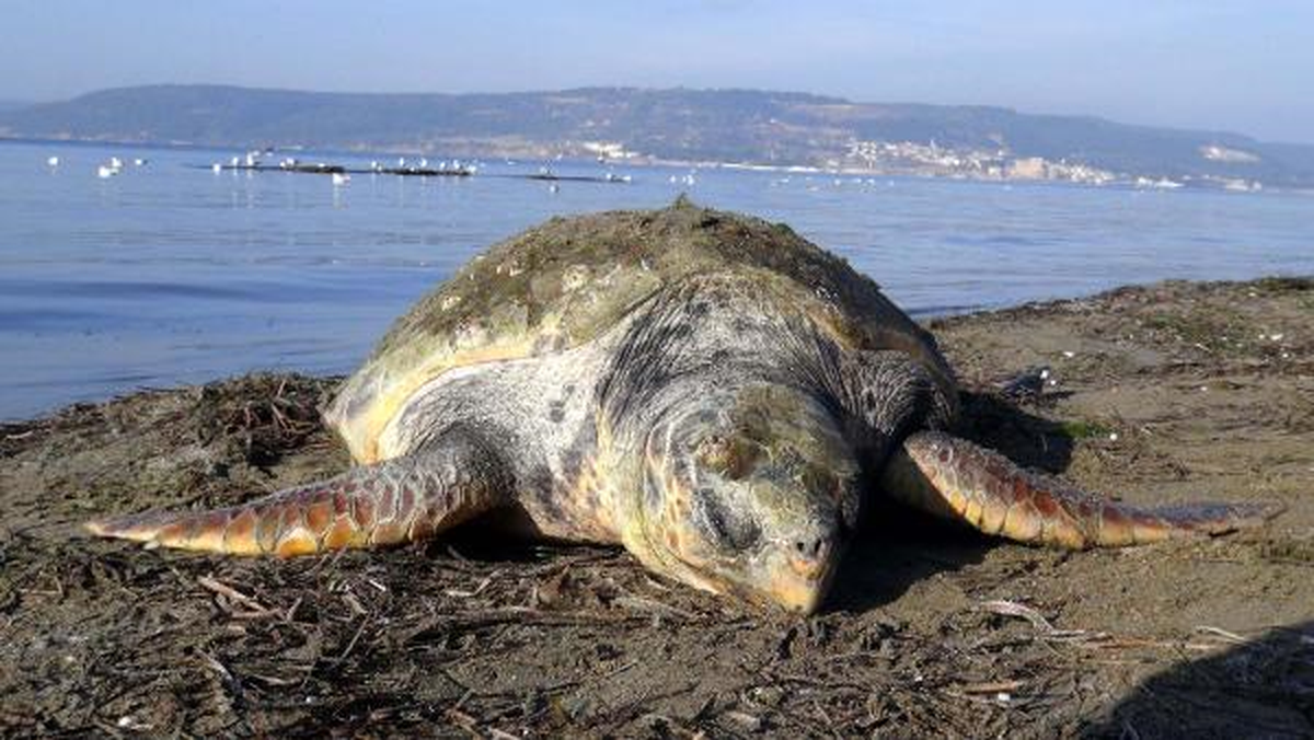 Çanakkale'de Ölü Caretta Caretta Bulundu