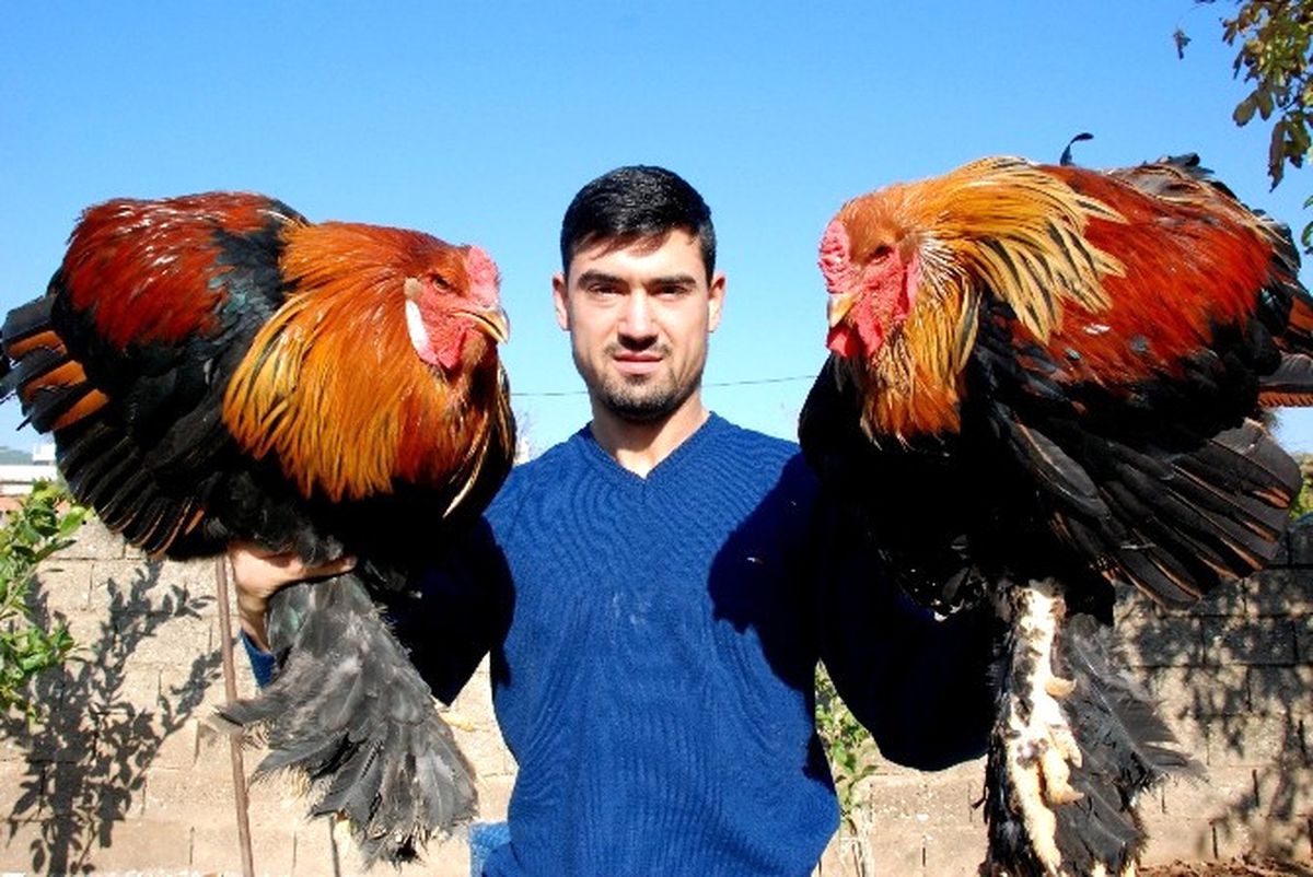 Kickboks Şampiyonu, Horozunu da Şampiyonluğa Hazırlıyor