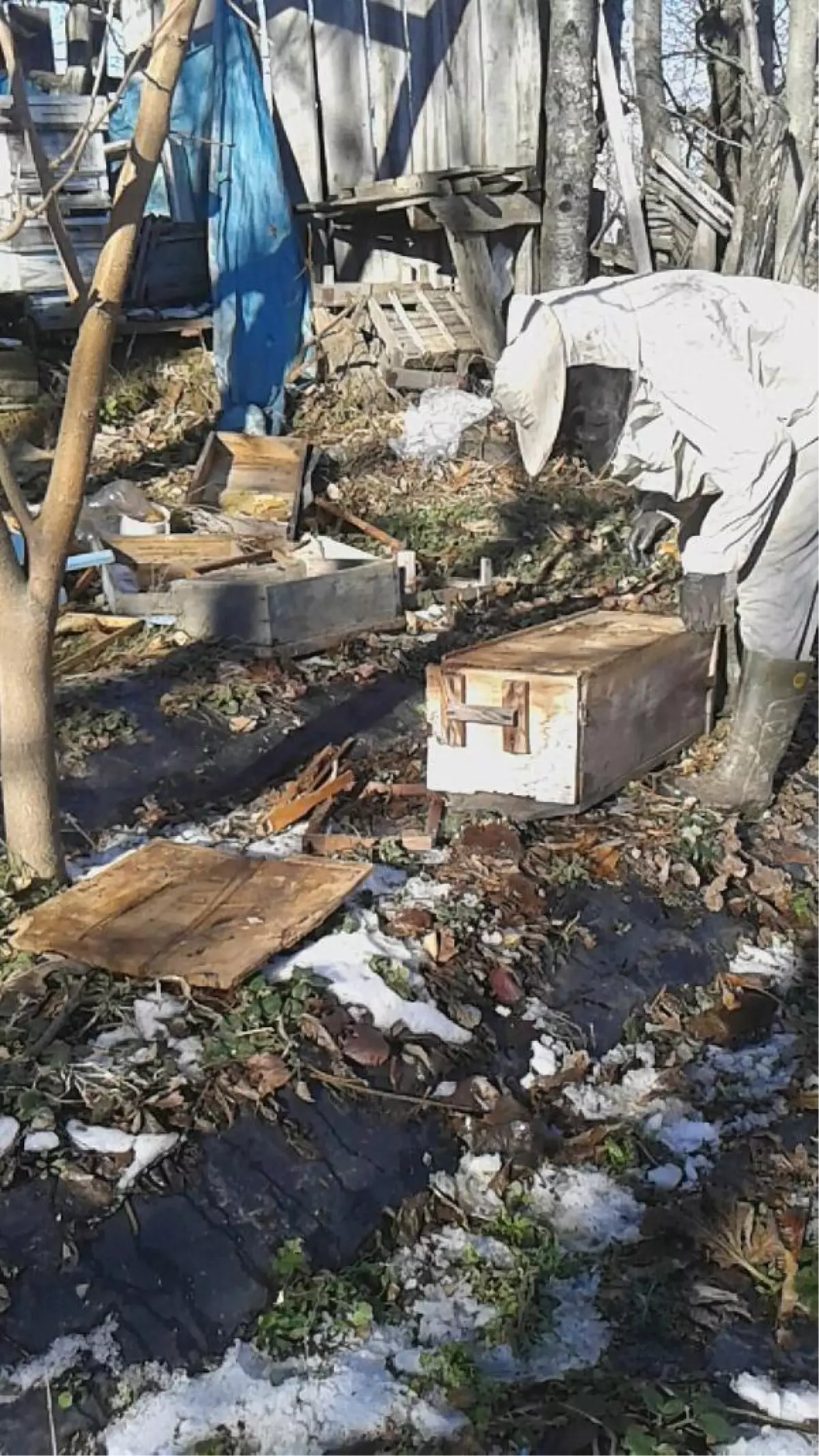 Ayı Mahalleye İndi, Arı Kovanlarını Paramparça Etti