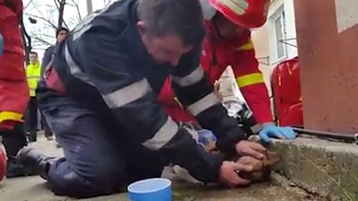 İtfaiyeci, Kalp Masajı ve Suni Teneffüs Yaptığı Köpeği Hayata Döndürdü